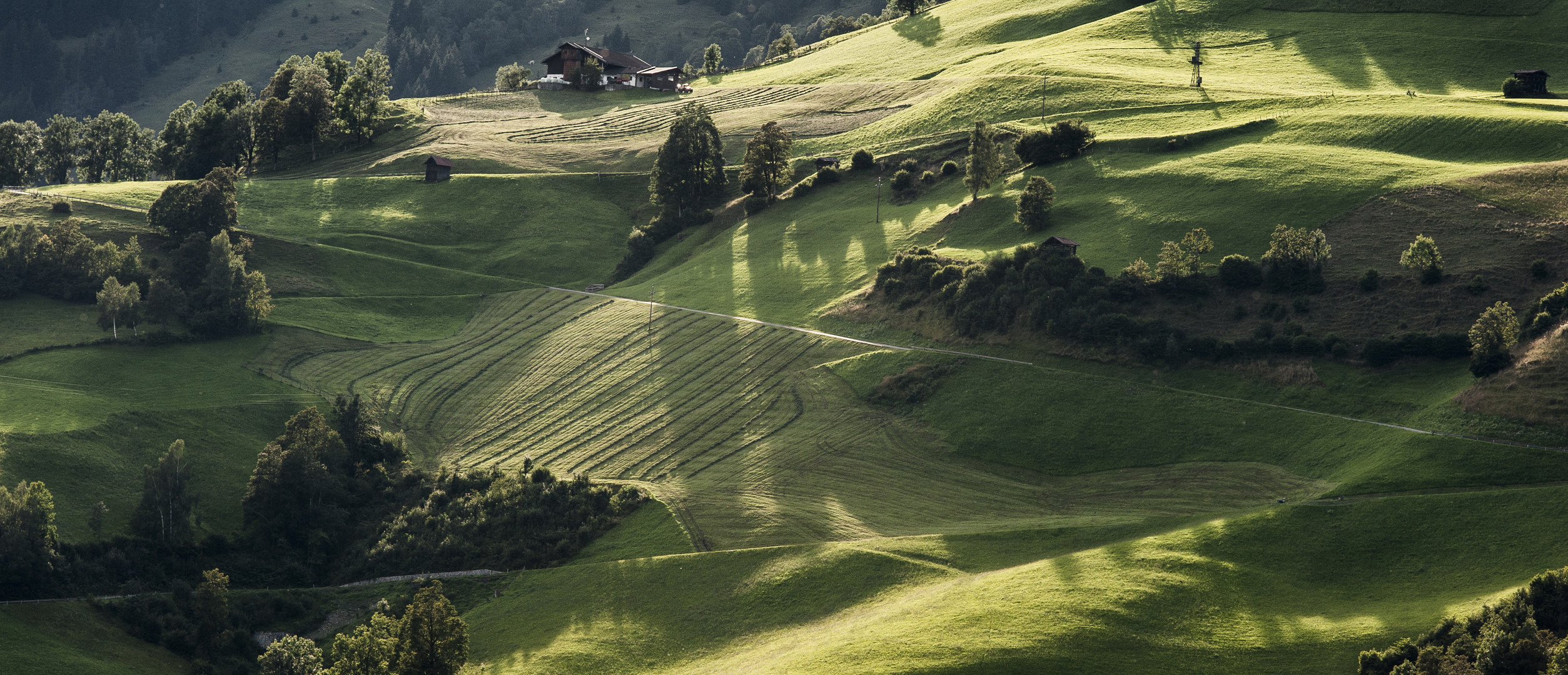 Wiesen im Abendlicht