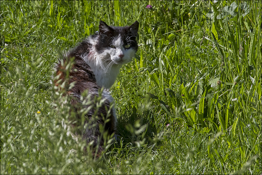 Wiesen-Katze