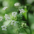 Wiesen-Kerbel (Anthriscus sylvestris)