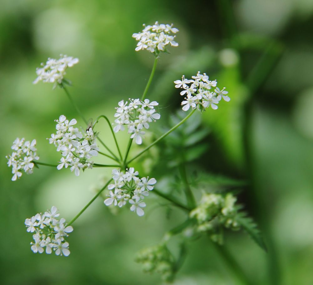 Wiesen-Kerbel (Anthriscus sylvestris)