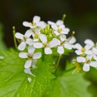 Wiesen-Kerbel oder auch Anthriscus sylvestris