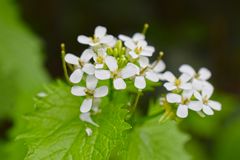 Wiesen-Kerbel oder auch Anthriscus sylvestris