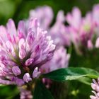 Wiesen-Klee (Trifolium pratense)