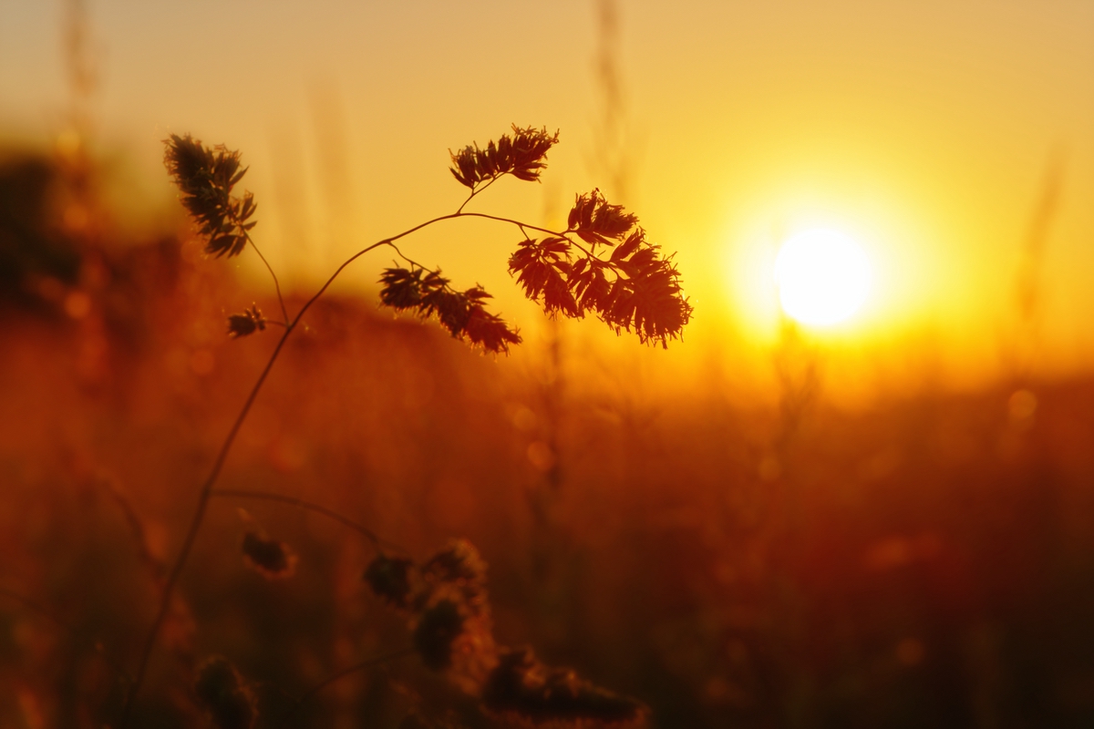 Wiesen-Knäuelgras - Pflanze in der Abendsonne (Sonnenuntergang)