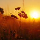 Wiesen-Knäuelgras - Pflanze in der Abendsonne (Sonnenuntergang)