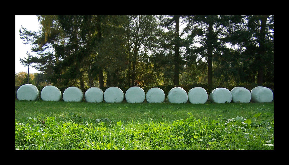 Wiesen-Knödel