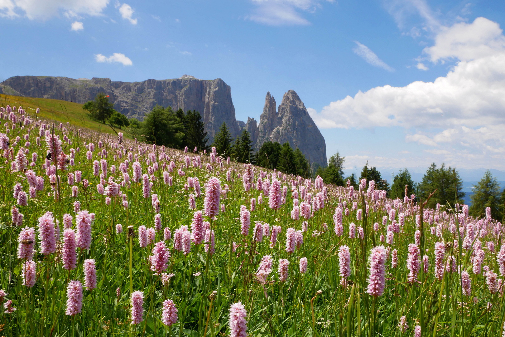 Wiesen-Knöterich mit dem Schlern auf der Seiser Alm