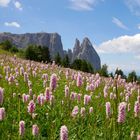 Wiesen-Knöterich mit dem Schlern auf der Seiser Alm