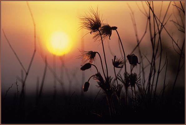 Wiesen-Küchenschelle