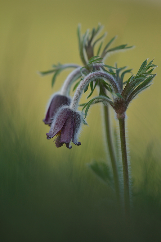 Wiesen-Kuhschelle (Pulsatilla pratensis)