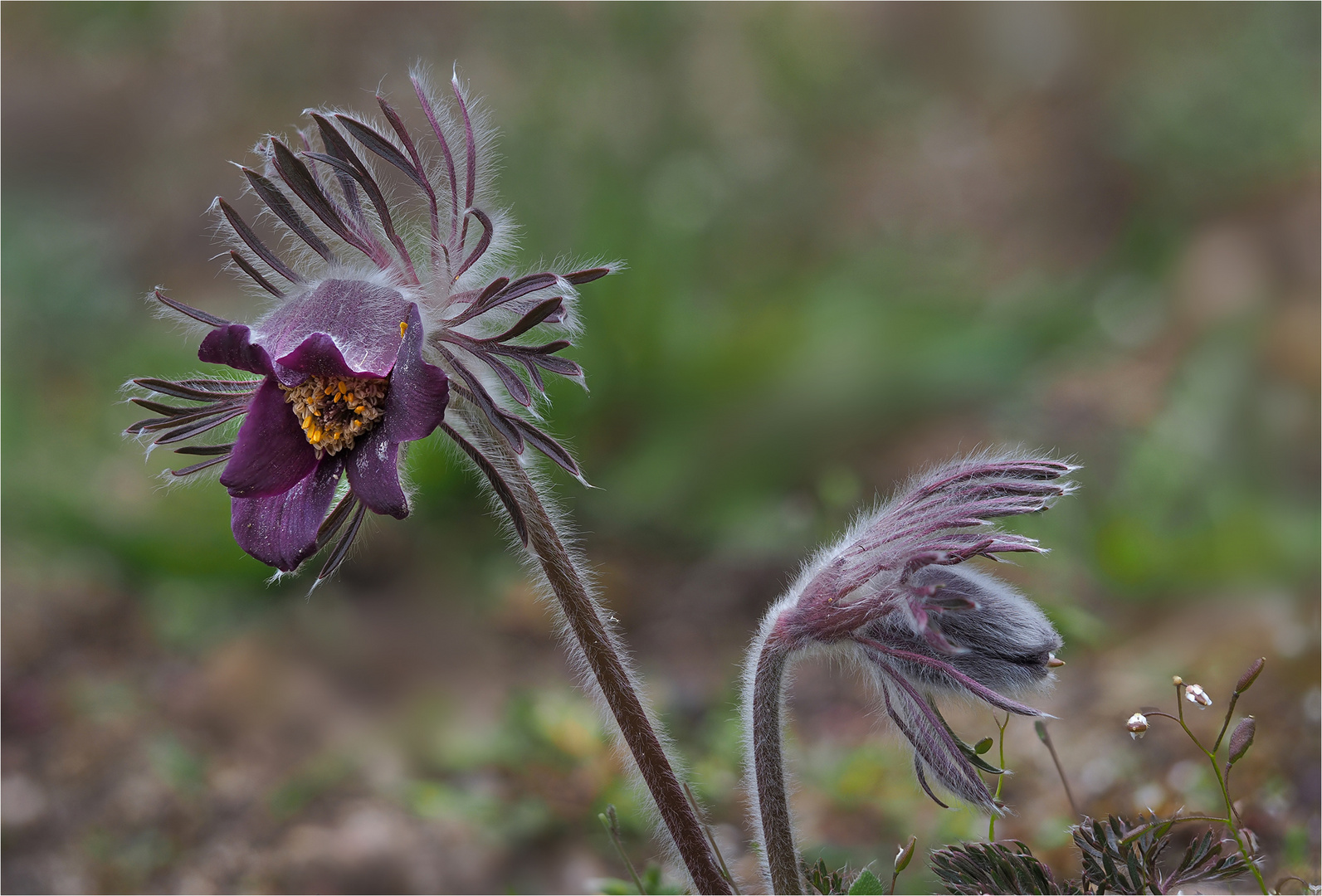 Wiesen-Kuhschelle (Pulsatilla pratensis)