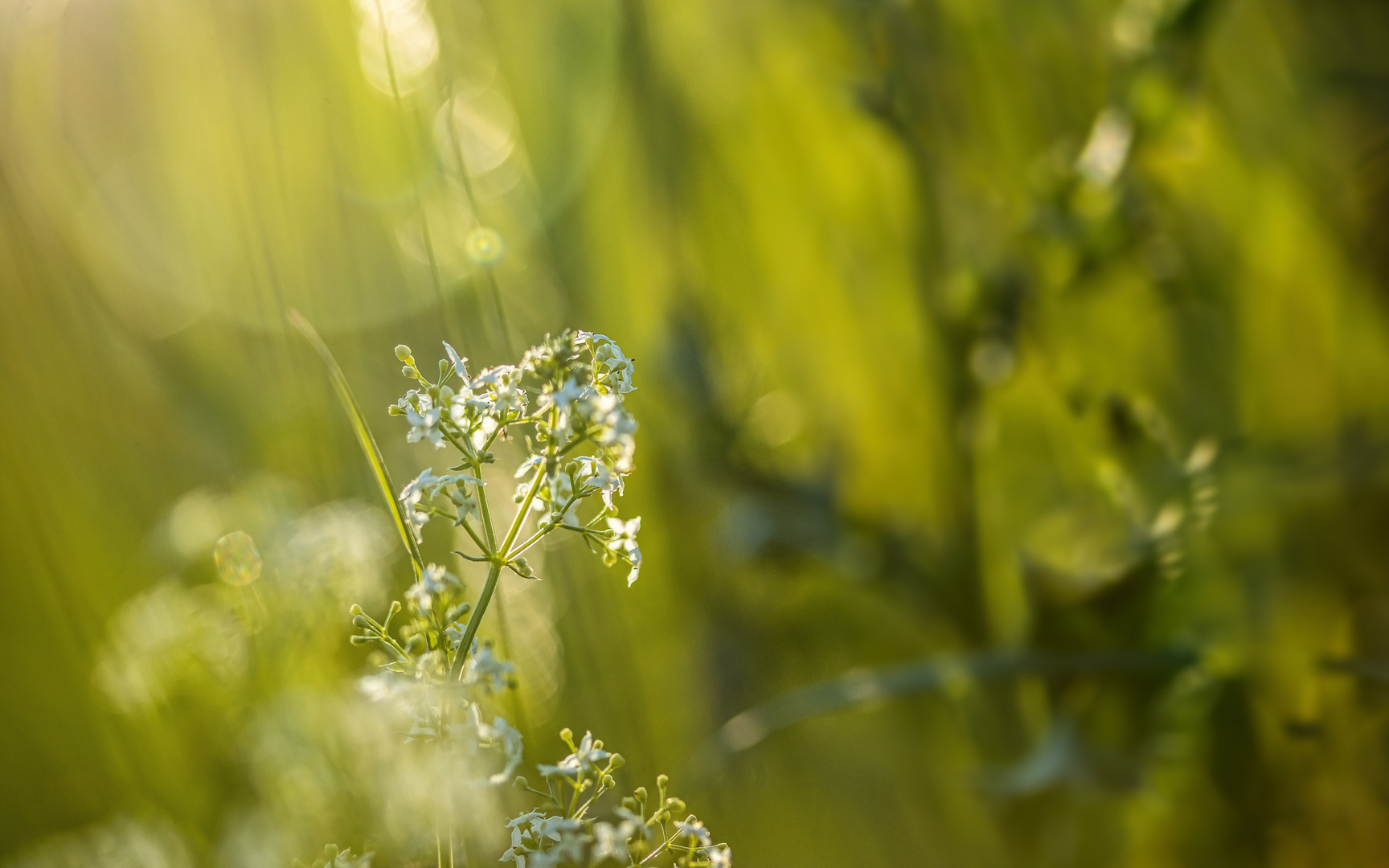 Wiesen-Labkraut (Galium mollugo)