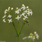 Wiesen-Labkraut (Galium mollugo)