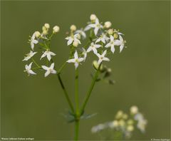 Wiesen-Labkraut (Galium mollugo)