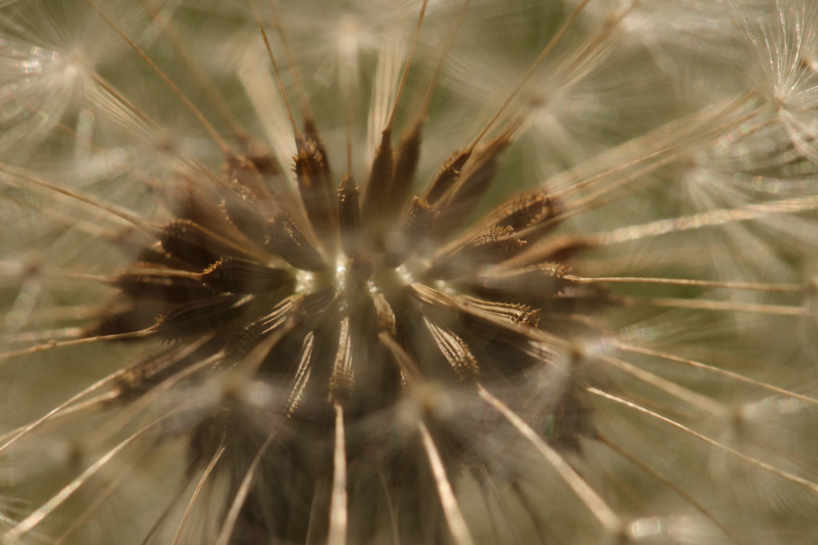 Wiesen-Löwenzahn (Taraxacum officinale)