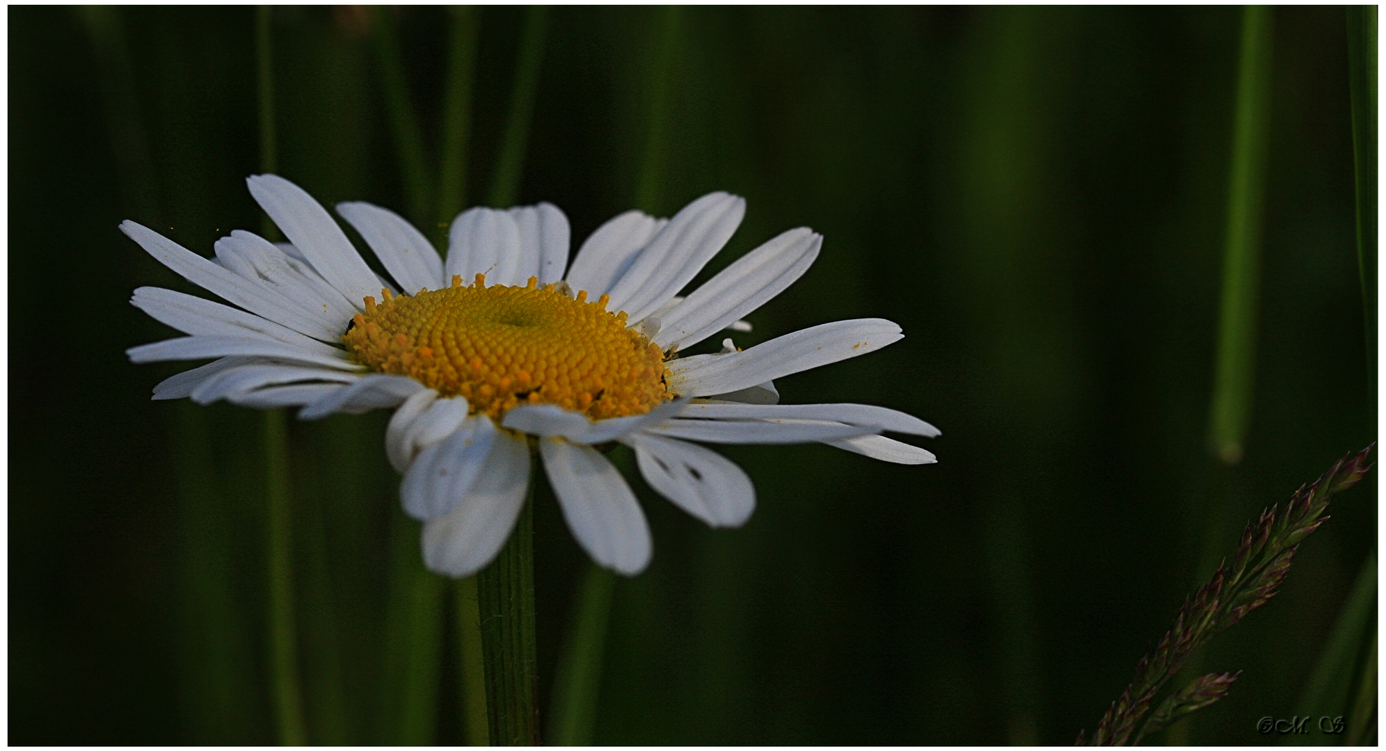 Wiesen Margaritte