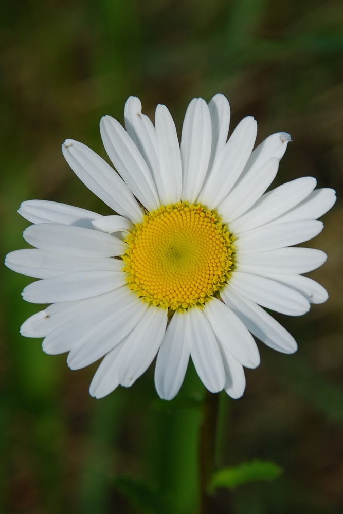 Wiesen-Margerite