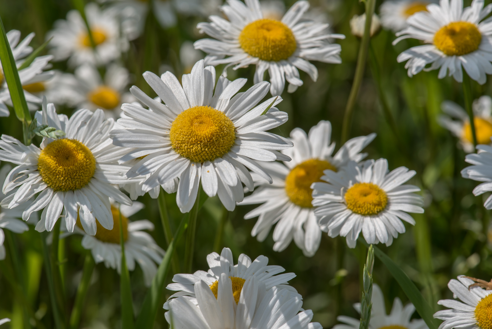 WiesenMargerite Foto & Bild blumen und pflanzen, natur, pflanzen