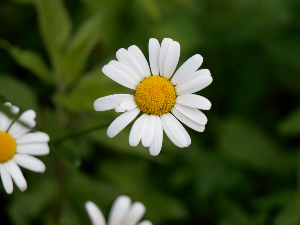 Wiesen-Margerite