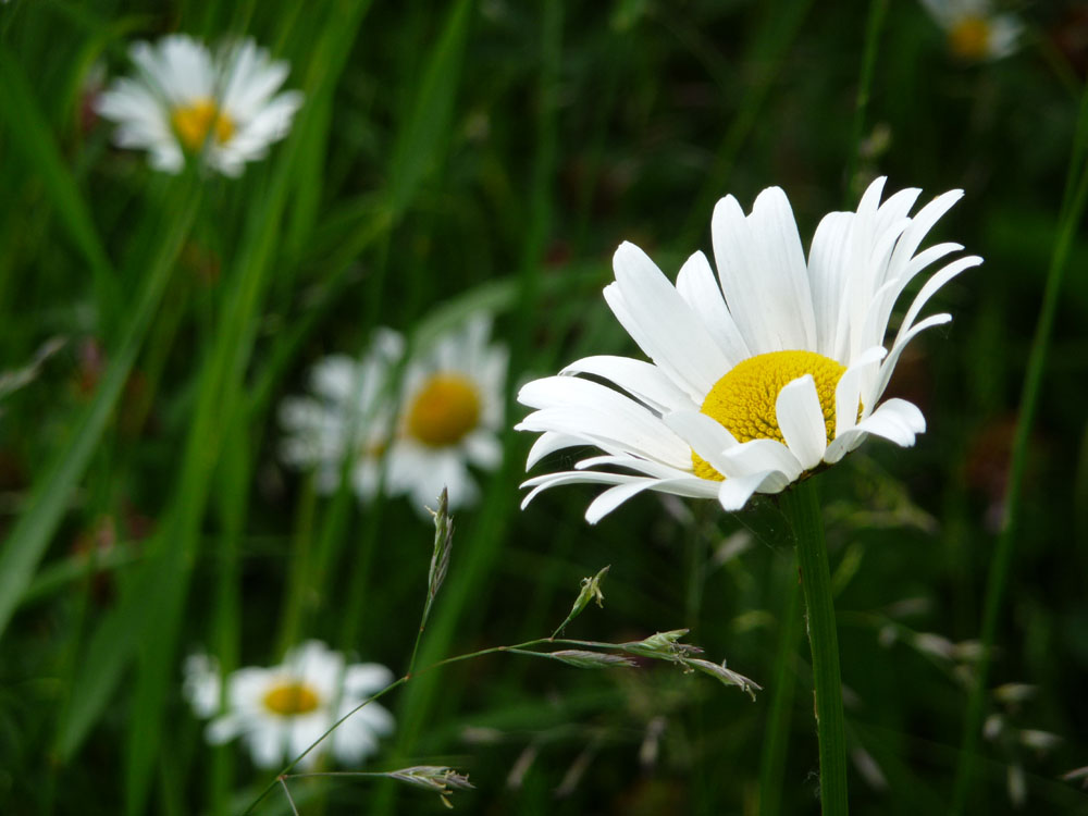 Wiesen-Margerite