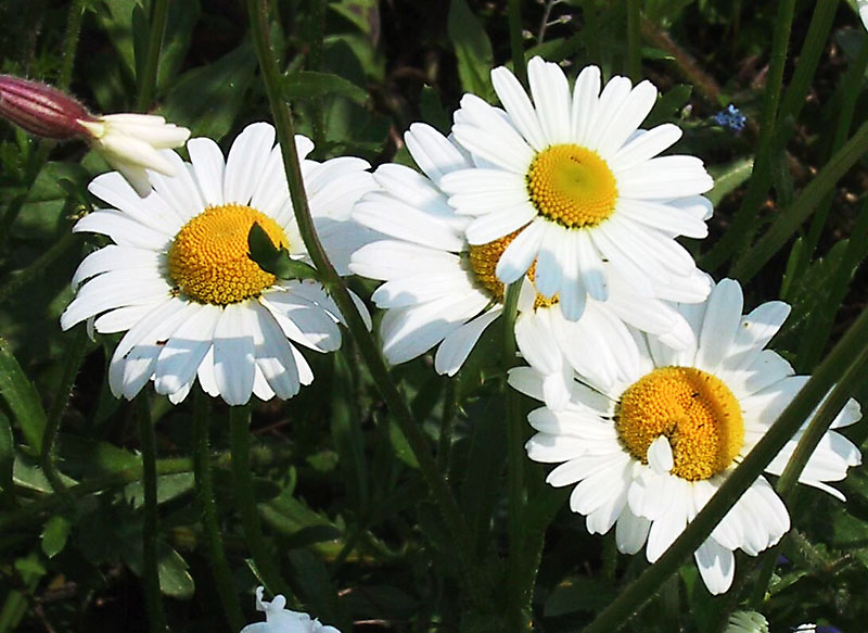 Wiesen Margerite Foto & Bild pflanzen, pilze & flechten, natur Bilder