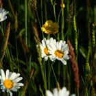 Wiesen-Margerite (Leucanthenum vulgare) in der Morgensonne