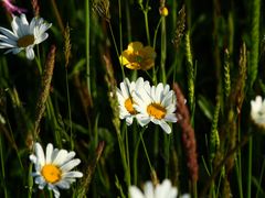 Wiesen-Margerite (Leucanthenum vulgare) in der Morgensonne