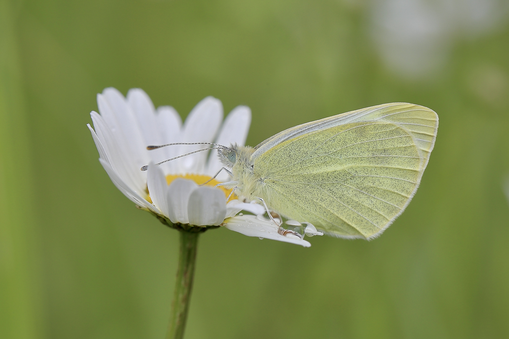 Wiesen-Margerite mit Gast