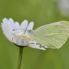 Wiesen-Margerite mit Gast