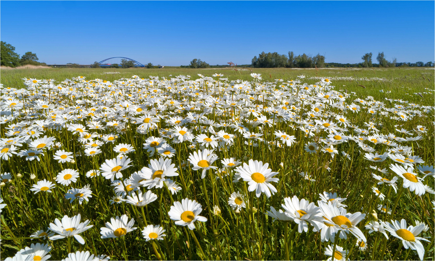  Wiesen-Margeriten