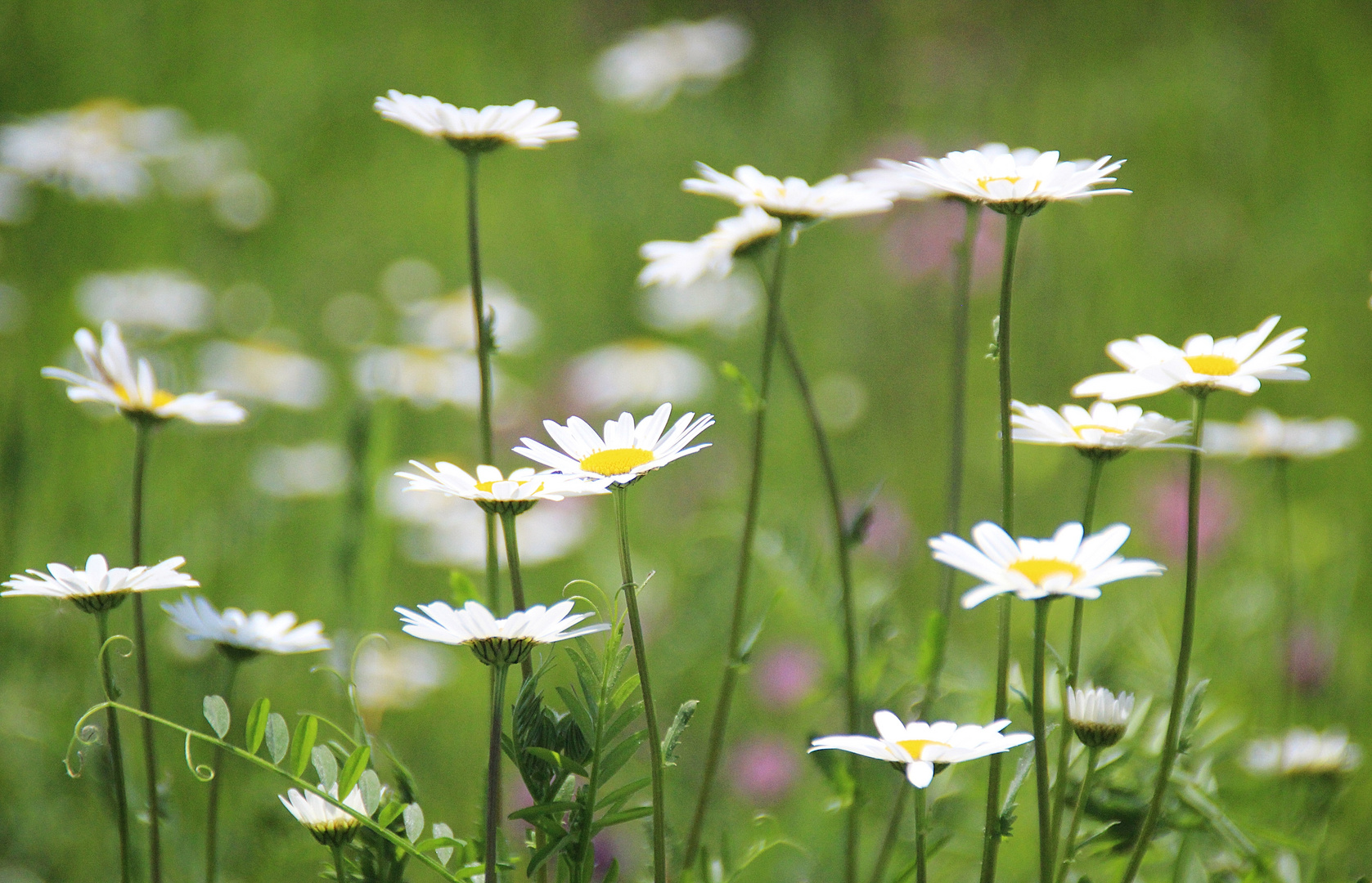 Wiesen-Margeriten