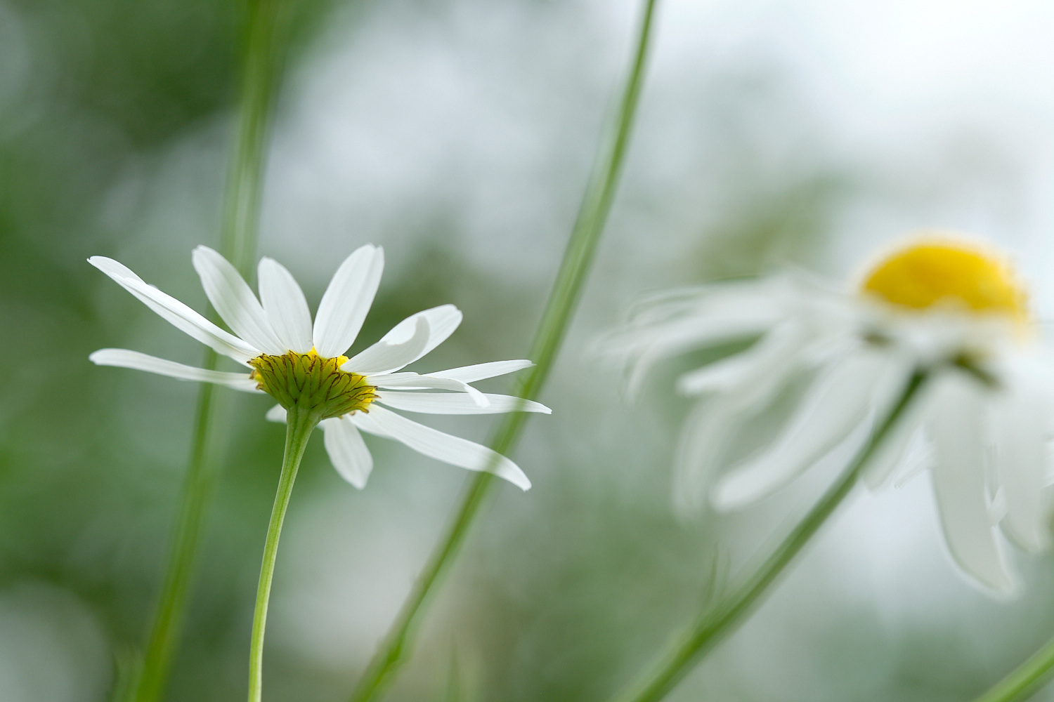 Wiesen-Margeriten