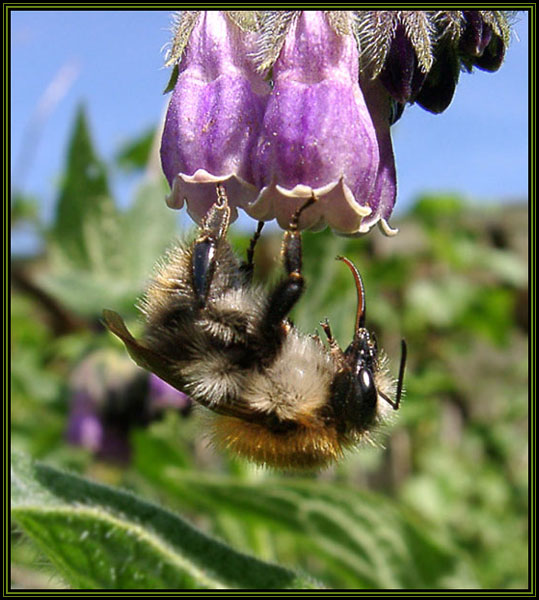 Wiesen.- oder Ackerhummel.