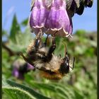 Wiesen.- oder Ackerhummel.