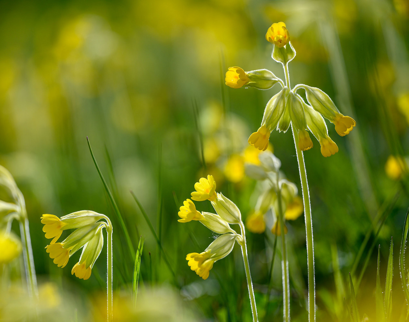 Wiesen oder Echte Schlüsselblume I Foto & Bild frühling, natur