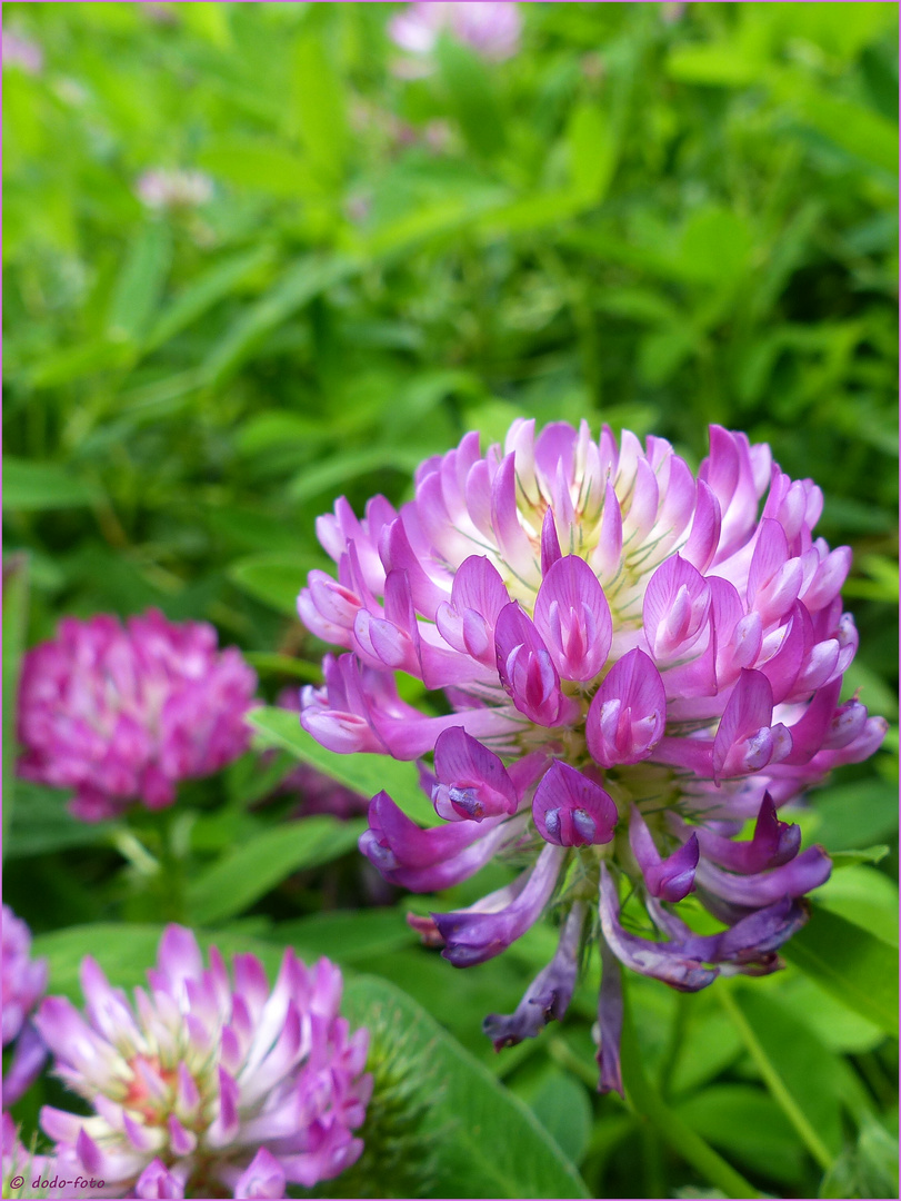 Wiesen oder Rotklee (Trifolium pratense) Foto & Bild pflanzen, pilze