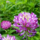 Wiesen- oder Rotklee (Trifolium pratense)