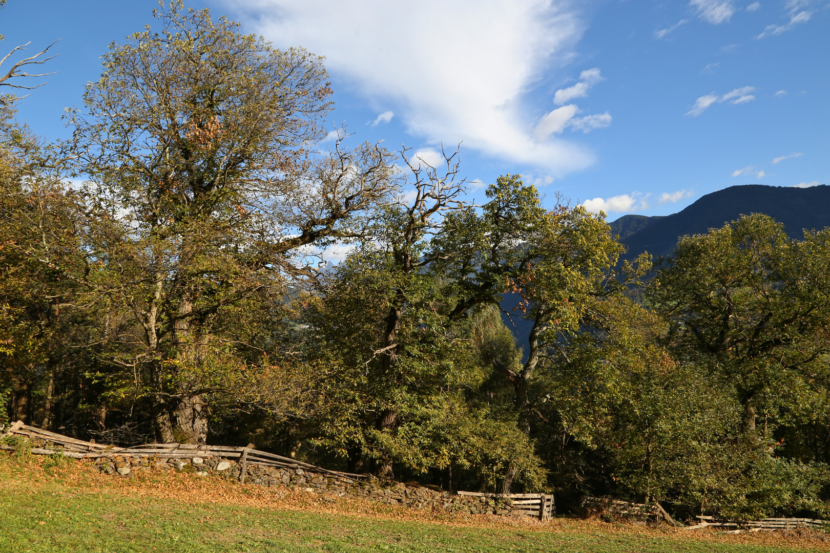 Wiesen- oder Waldrand (2016_10_04_EOS 6D_9999_163_ji)