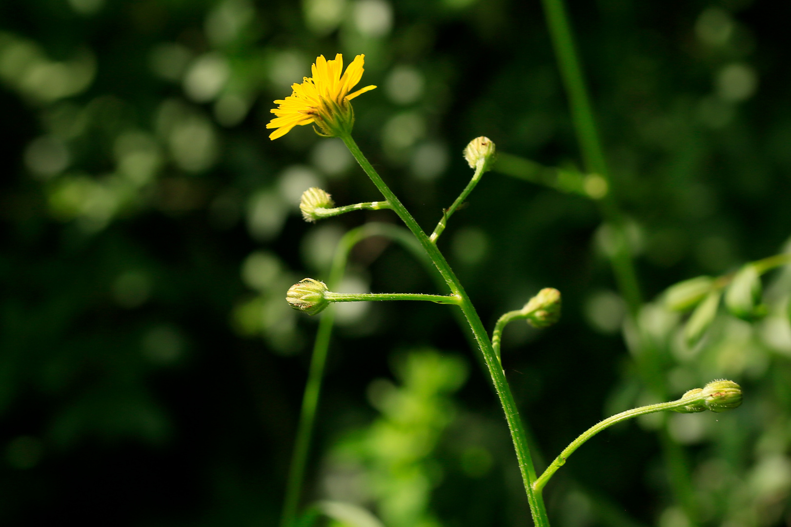 Wiesen-Pippau (Crepis biennis)