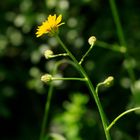 Wiesen-Pippau (Crepis biennis)