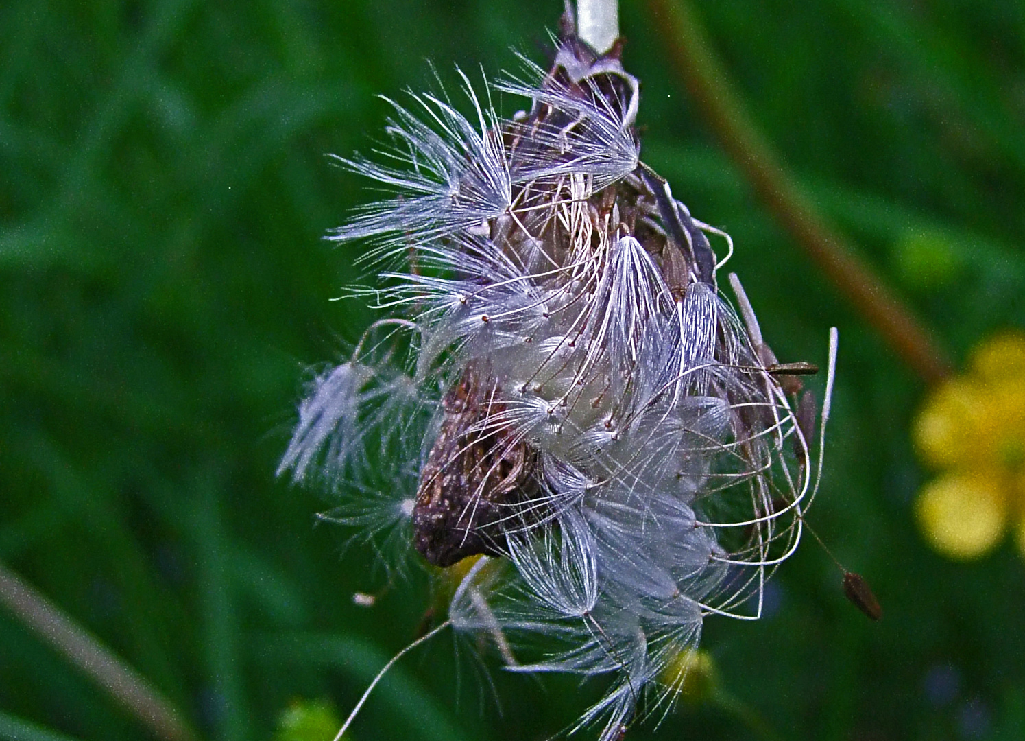 Wiesen-Porcupine