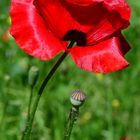 Wiesen-Rose oder Roter Mohn