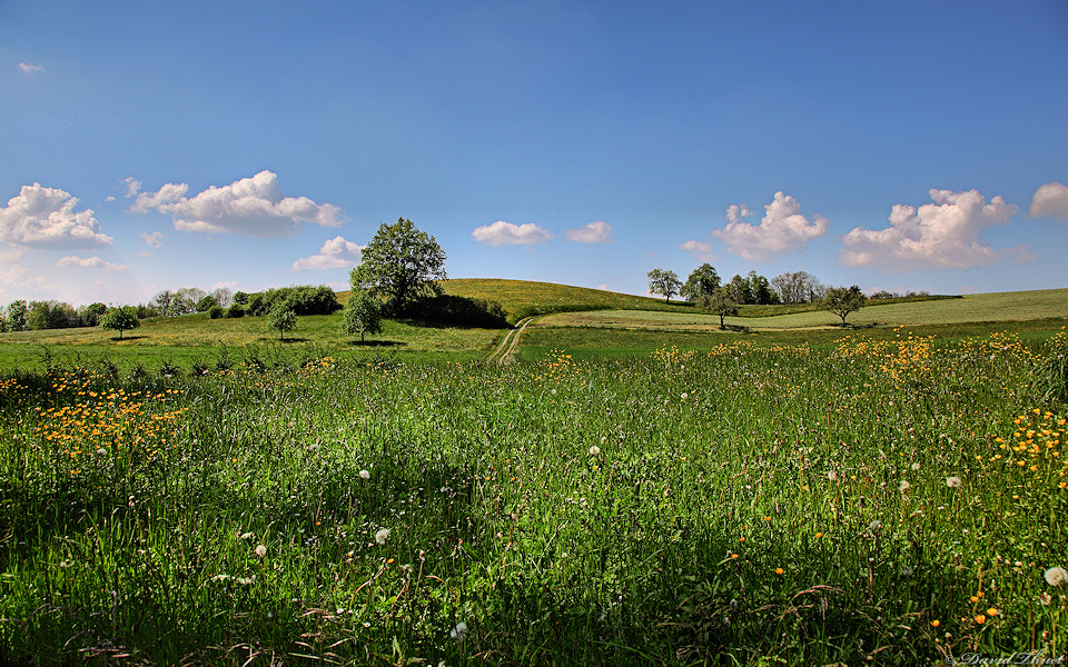 Wiesen Rossrueti SG