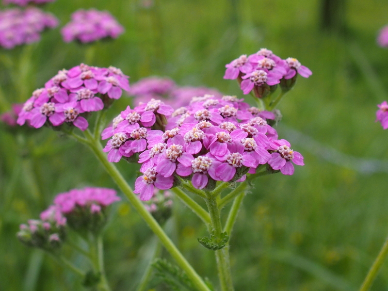 Wiesen-Schafgarbe 'Achillea millefolium'