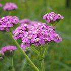 Wiesen-Schafgarbe 'Achillea millefolium'