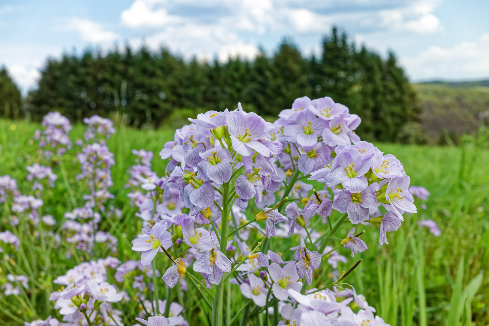 Wiesen-Schaumkraut Foto & Bild | spezial, wiese, frühling Bilder auf ...
