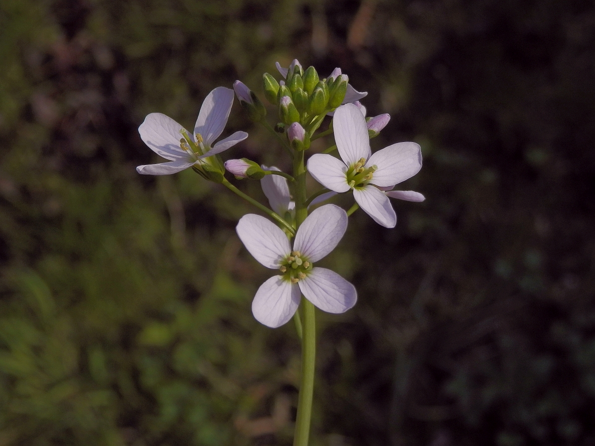 Wiesen-Schaumkraut (Cardamine pratensis)