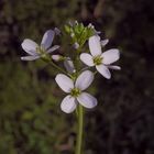 Wiesen-Schaumkraut (Cardamine pratensis)