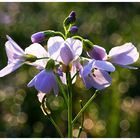 Wiesen-Schaumkraut = Cardamine pratensis