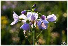 Wiesen-Schaumkraut = Cardamine pratensis